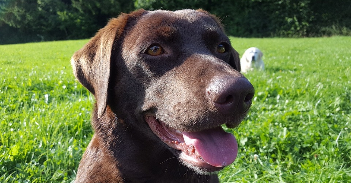 Os Labradores