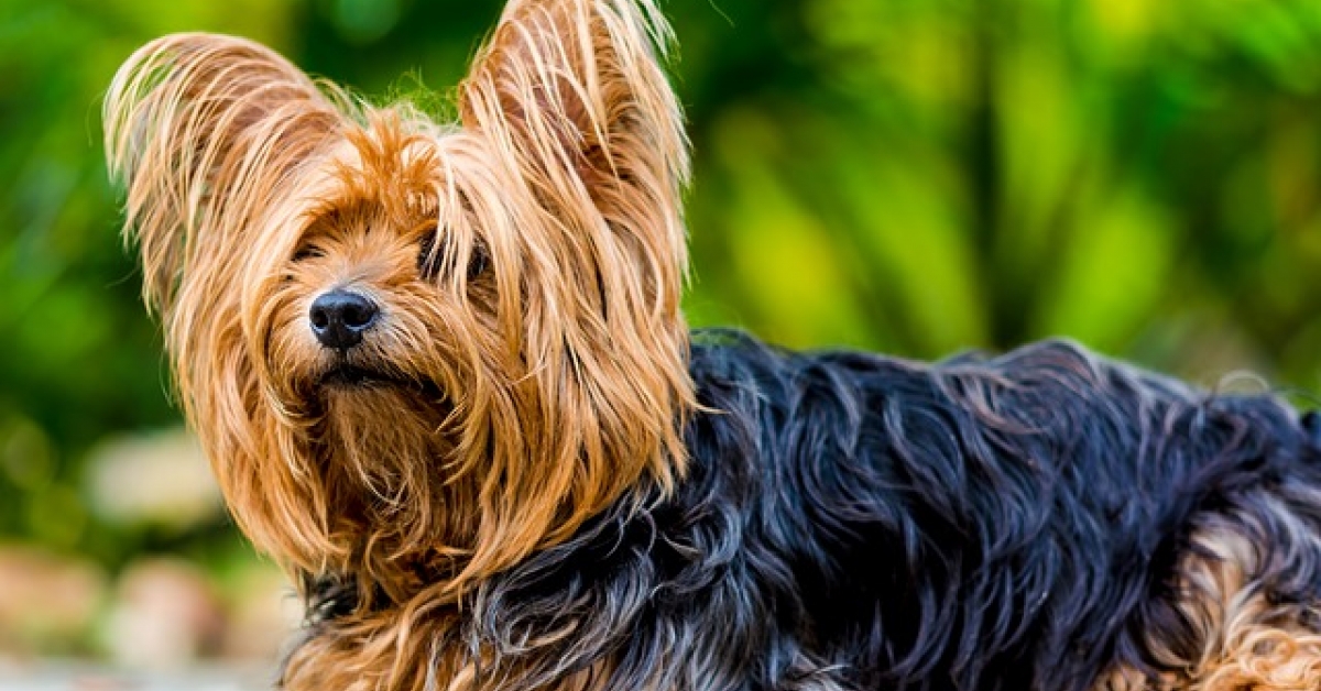 Yorkshire Terrier 